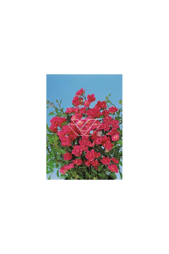 Róża 'Orange The Fairy' | Rosa