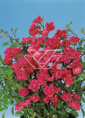 Róża 'Orange The Fairy' | Rosa