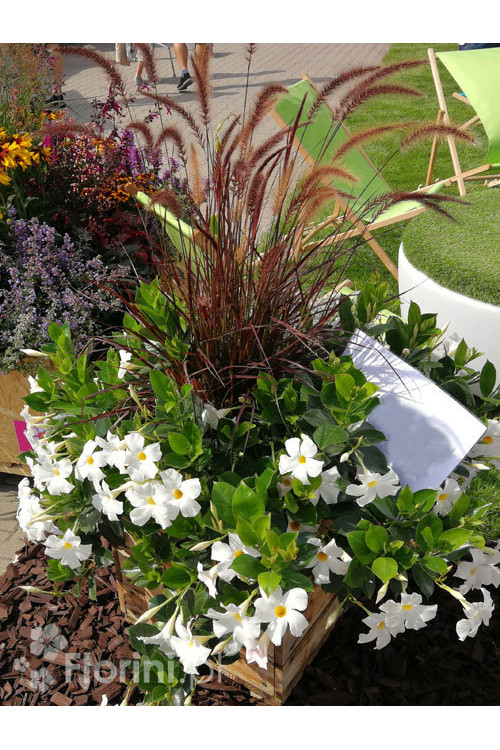 Piórkówka 'Rubrum' | Penisetum