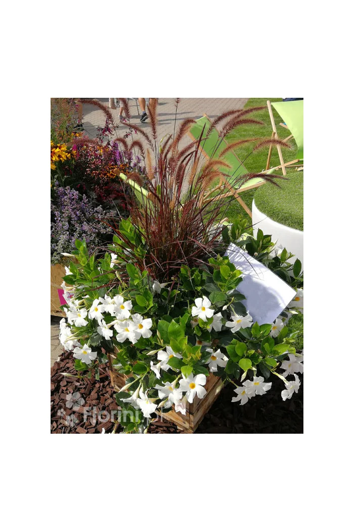 Piórkówka 'Rubrum' | Penisetum