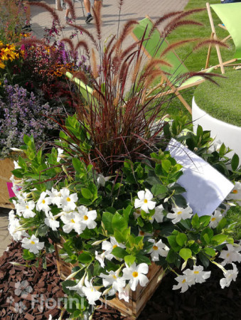 Piórkówka 'Rubrum' | Penisetum