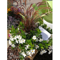 Piórkówka 'Rubrum' | Penisetum