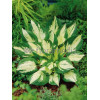 Funkia 'Revolution' Hosta