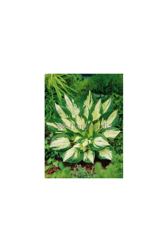 Funkia 'Revolution' Hosta