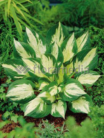 Funkia 'Revolution' Hosta
