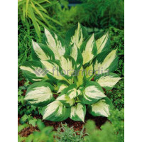 Funkia 'Revolution' Hosta