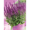 Szałwia Sensation 'Compact Bright Rose' | Salvia