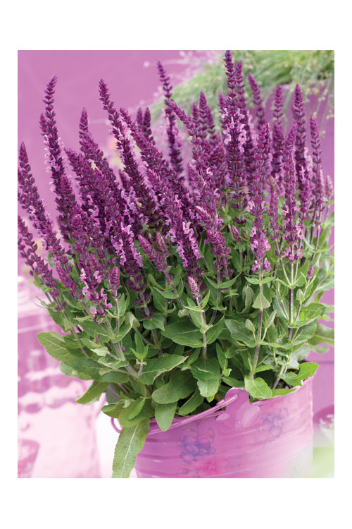 Szałwia Sensation 'Compact Bright Rose' | Salvia