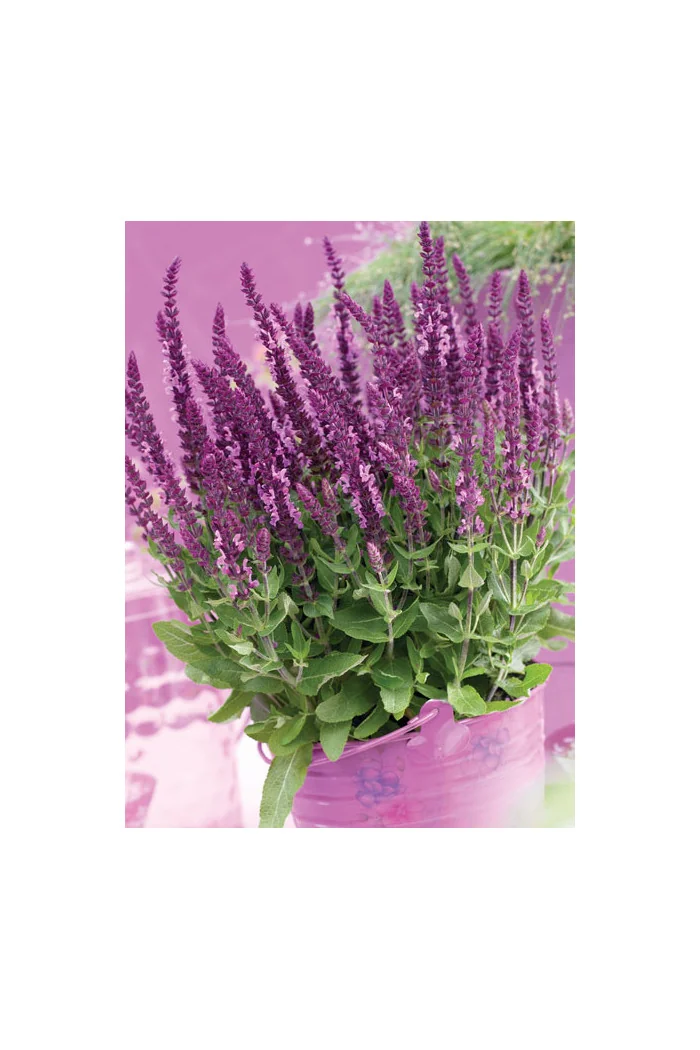 Szałwia Sensation 'Compact Bright Rose' | Salvia