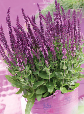 Szałwia Sensation 'Compact Bright Rose' | Salvia