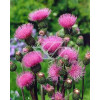 Ostrożeń łąkowy 'Atropurpureum' Cirsium rivulare