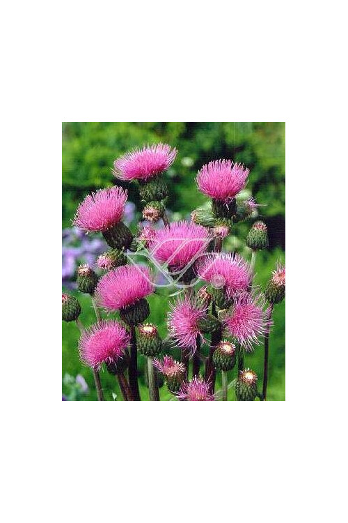 Ostrożeń łąkowy 'Atropurpureum' Cirsium rivulare