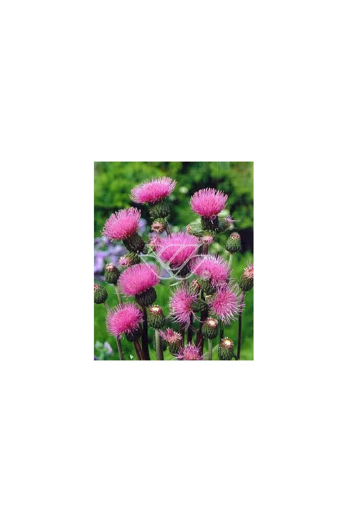 Ostrożeń łąkowy 'Atropurpureum' Cirsium rivulare