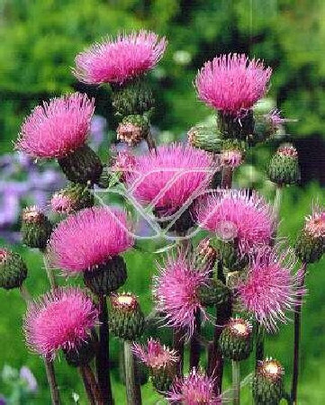 Ostrożeń łąkowy 'Atropurpureum' Cirsium rivulare