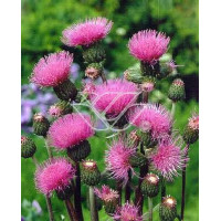 Ostrożeń łąkowy 'Atropurpureum' Cirsium rivulare