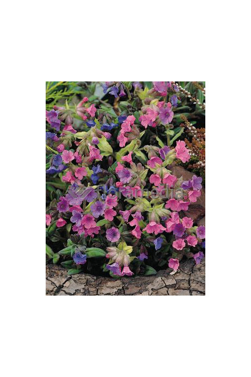 Miodunka 'Mrs. Moon' | Pulmonaria