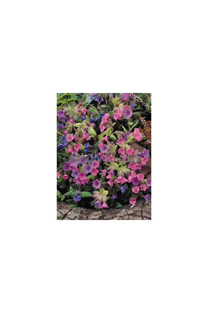 Miodunka 'Mrs. Moon' | Pulmonaria
