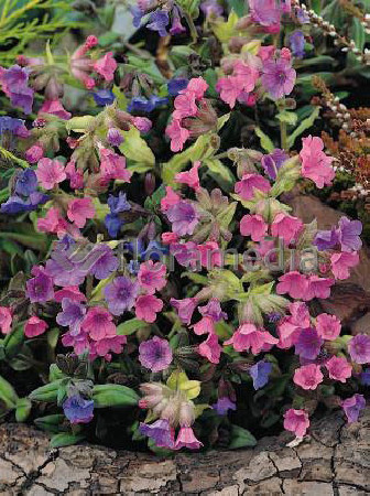 Miodunka 'Mrs. Moon' | Pulmonaria