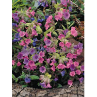 Miodunka 'Mrs. Moon' | Pulmonaria