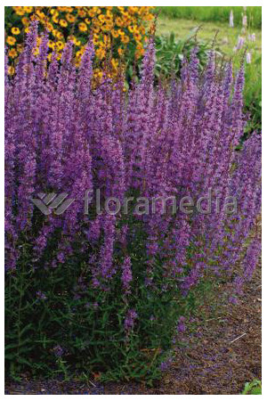 Krwawnica rózgowata 'Dropmore Scarlet' | Lythrum virgatum