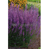 Krwawnica rózgowata 'Dropmore Scarlet' | Lythrum virgatum