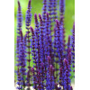 Szałwia omszona 'Caradonna' | Salvia nemorosa