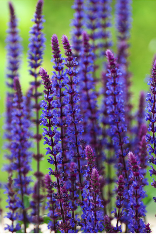 Szałwia omszona 'Caradonna' | Salvia nemorosa