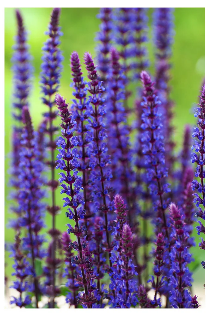 Szałwia omszona 'Caradonna' | Salvia nemorosa