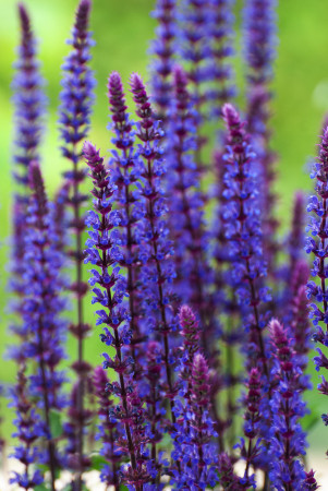 Szałwia omszona 'Caradonna' | Salvia nemorosa