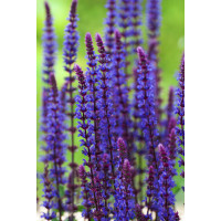 Szałwia omszona 'Caradonna' | Salvia nemorosa