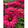 Jeżówka SunSeekers 'Sweet Fuchsia'| Echinacea