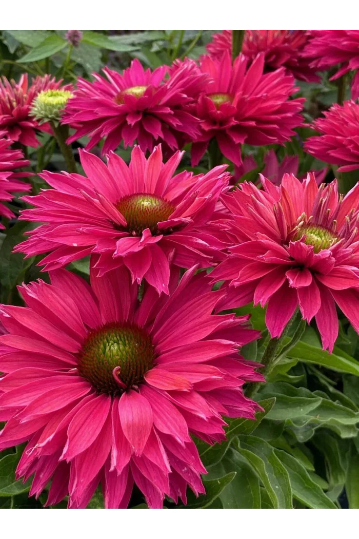 Jeżówka SunSeekers 'Sweet Fuchsia'| Echinacea