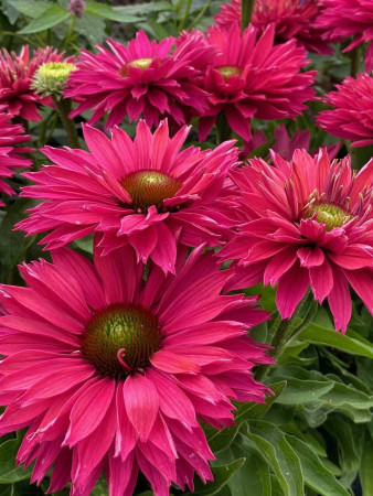 Jeżówka SunSeekers 'Sweet Fuchsia'| Echinacea