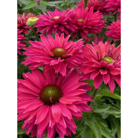 Jeżówka SunSeekers 'Sweet Fuchsia'| Echinacea