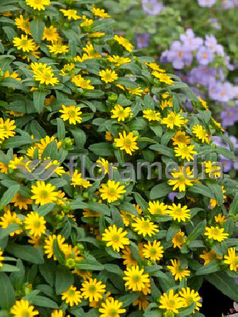 Sanwitalia rozesłana, Sanvitalia procumbens