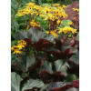 Języczka pomarańczowa 'Britt Marie Crawford' | Ligularia dentata