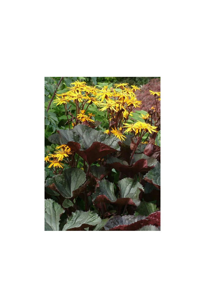Języczka pomarańczowa 'Britt Marie Crawford' | Ligularia dentata