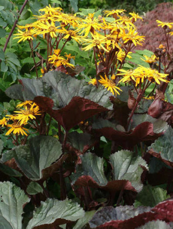 Języczka pomarańczowa 'Britt Marie Crawford' | Ligularia dentata