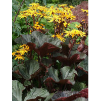 Języczka pomarańczowa 'Britt Marie Crawford' | Ligularia dentata