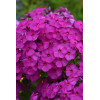 Floks wiechowaty 'Ka Pow Purple' | Phlox panniculata