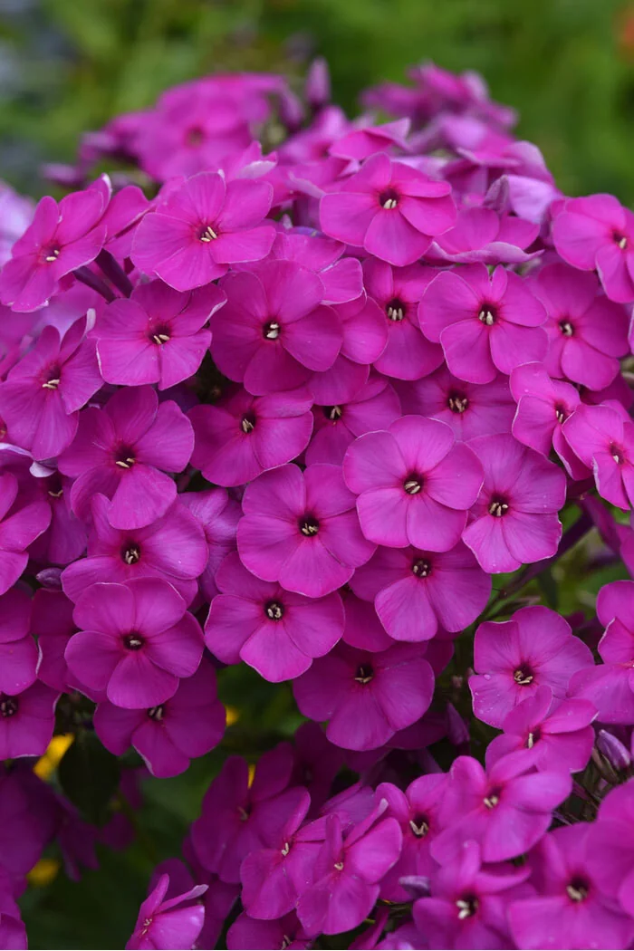 Floks wiechowaty 'Ka Pow Purple' | Phlox panniculata