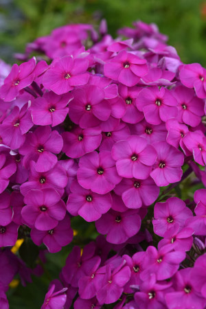 Floks wiechowaty 'Ka Pow Purple' | Phlox panniculata