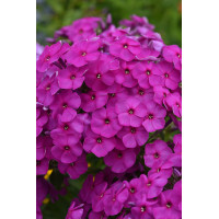 Floks wiechowaty 'Ka Pow Purple' | Phlox panniculata