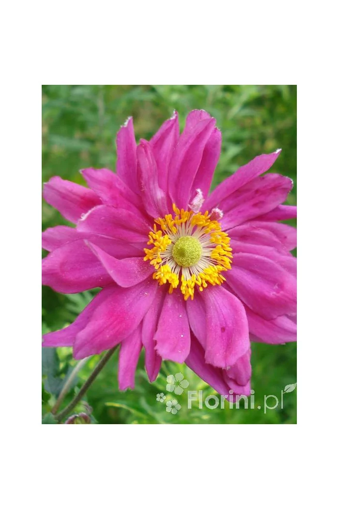 Zawilec japoński 'Prinz Heinrich' | Anemone hupehensis
