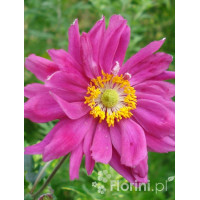 Zawilec japoński 'Prinz Heinrich' | Anemone hupehensis