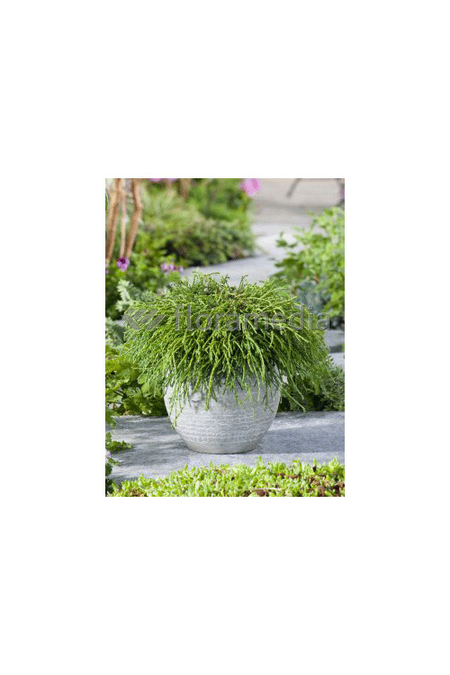 Cyprysik groszkowy 'Filifera Nana' Chamaecyparis pisifera