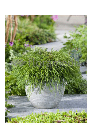Cyprysik groszkowy 'Filifera Nana' Chamaecyparis pisifera