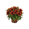 Gailardia 'SpinTop Yellow Touch' | Gaillardia