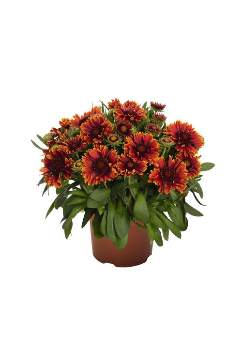 Gailardia 'SpinTop Yellow Touch' | Gaillardia