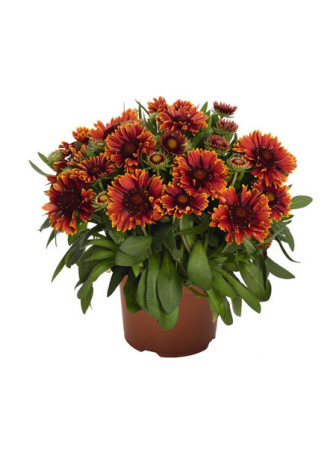 Gailardia 'SpinTop Yellow Touch' | Gaillardia